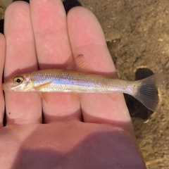 Bigeye Jumprock photo 5