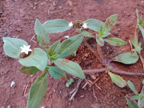 Richardia scabra iNat (2)