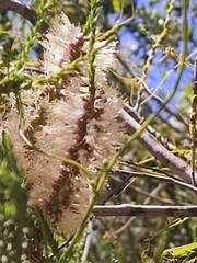 Melaleuca huegelii