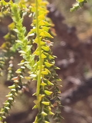 Melaleuca huegelii