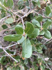 Quercus pacifica