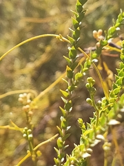 Melaleuca huegelii