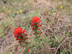 Castilleja arvensis arvensis