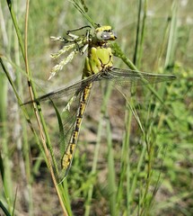 Ophiogomphus severus
