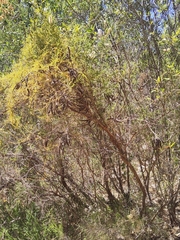 Melaleuca huegelii