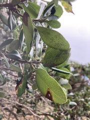 Comarostaphylis diversifolia