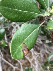 Comarostaphylis diversifolia