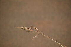 Bothriochloa bladhii