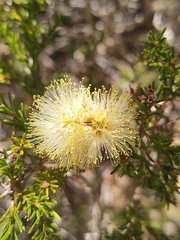 Melaleuca systena