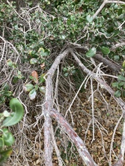 Comarostaphylis diversifolia