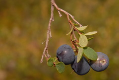 Vaccinium uliginosum