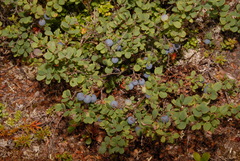 Vaccinium uliginosum