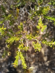 Melaleuca systena