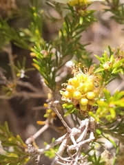 Melaleuca systena