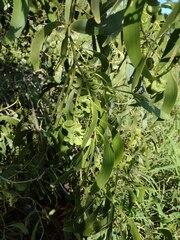 Acacia mangium