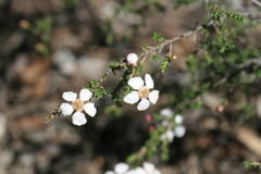 Chamelaucieae
