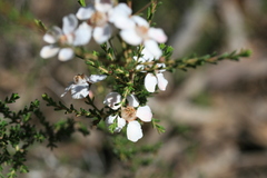 Chamelaucieae