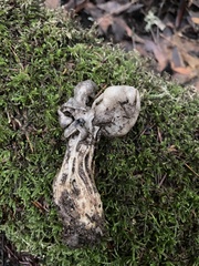 Helvella maculata