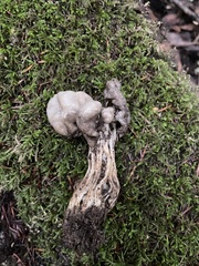 Helvella maculata