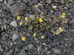 Myosotis australis
