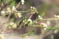 Micromyrtus