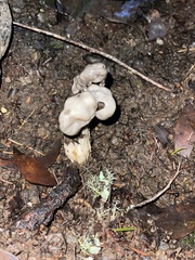 Helvella maculata