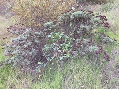Eriogonum arborescens