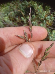 Poa celsa