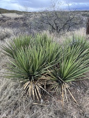 Yucca baccata brevifolia
