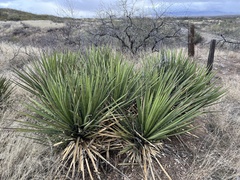 Yucca baccata brevifolia