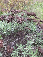 Eriogonum arborescens