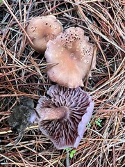 Laccaria amethysteo-occidentalis