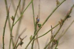 Comesperma