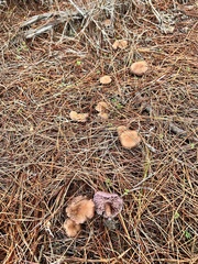 Laccaria amethysteo-occidentalis