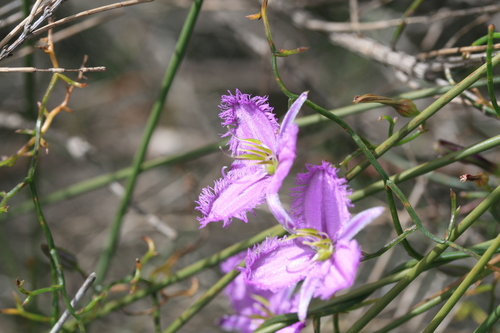 Image of Fringed Lily (Thysanotus manglesianus) by (c) Benjamin Anderson, some rights reserved (CC BY)