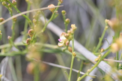 Comesperma