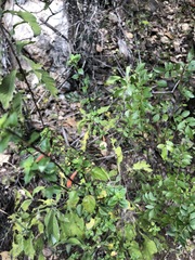 Clinopodium macrostemum