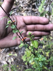 Clinopodium macrostemum
