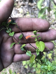 Clinopodium macrostemum