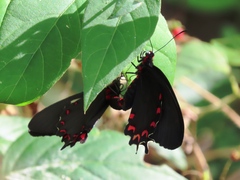 Parides montezuma