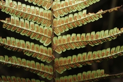 Dryopteris wallichiana