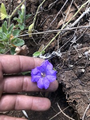 Ruellia lactea