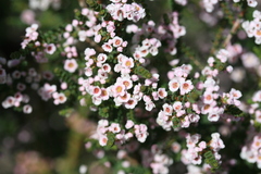 Chamelaucieae