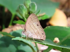 Hermeuptychia hermes