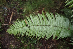 Dryopteris wallichiana