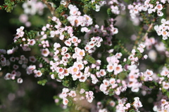 Chamelaucieae