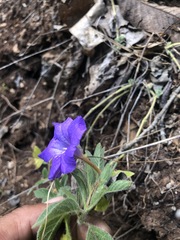 Ruellia lactea