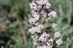 Chamelaucieae