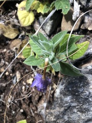 Ruellia lactea
