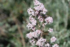 Chamelaucieae